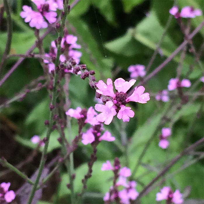 楽天市場 花苗 バーベナ バンプトン 1鉢 3 3 5号 お届け中 Verbena Bampton 苗 花苗 宿根草 草丈高 イングリッシュガーデン 鉢植え 庭植え ガーデニング 花壇 花の苗物 多年草 ハッピーガーデン