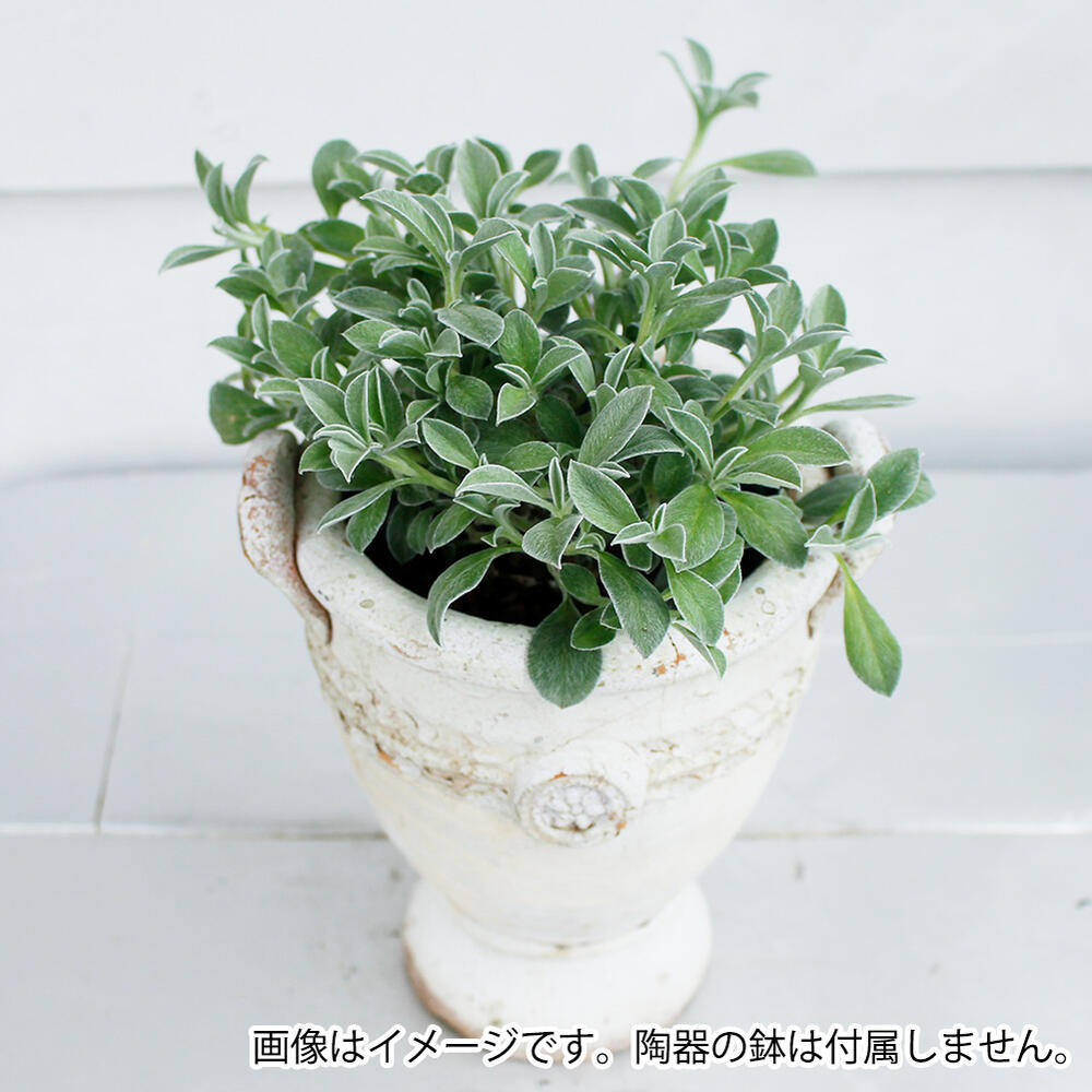 楽天市場 花苗 ヘリクリサム ホワイトフェリー 1鉢 3 5号 草花 即納 Helichrysum White Fairly ホワイトフェアリー ガーデニング 花 苗 花苗 花壇 鉢植え 寄せ植え ハンギング シルバーリーフ 銀葉 ハッピーガーデン