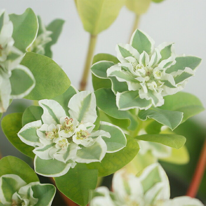 楽天市場 花苗 ユーフォルビア 氷河 1鉢 3 5号 お届け中 ハッピーガーデン