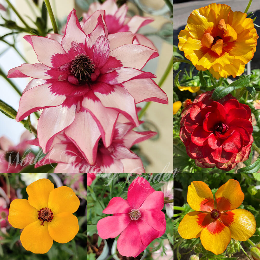 楽天市場】ラナンキュラス ランドセル 苗 サラセレネ フォティノース