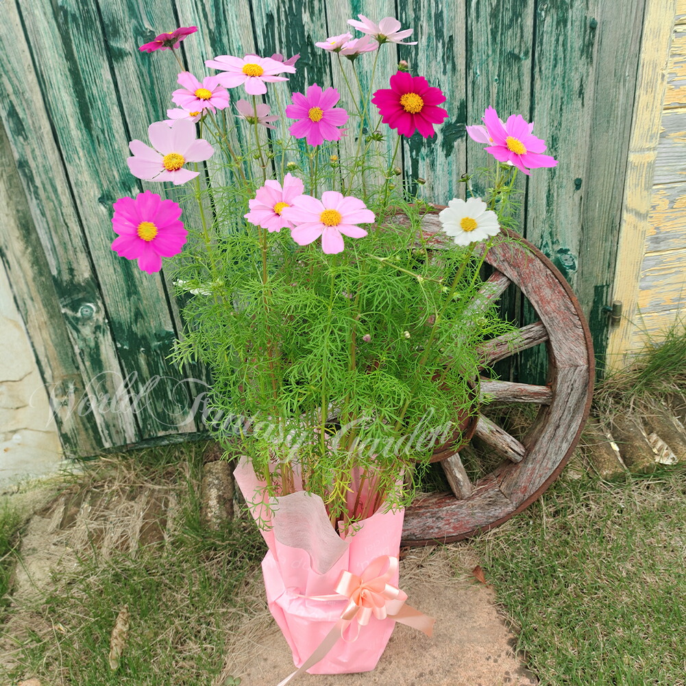 楽天市場】1000円ポッキリ 花苗 コスモス ソナタ 秋桜 おまかせ