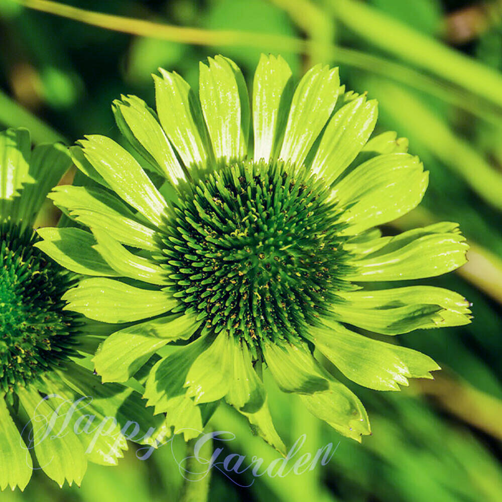 楽天市場】花苗 秋 多年草 宿根草 花 ルドベキア グリーンウィザード 1