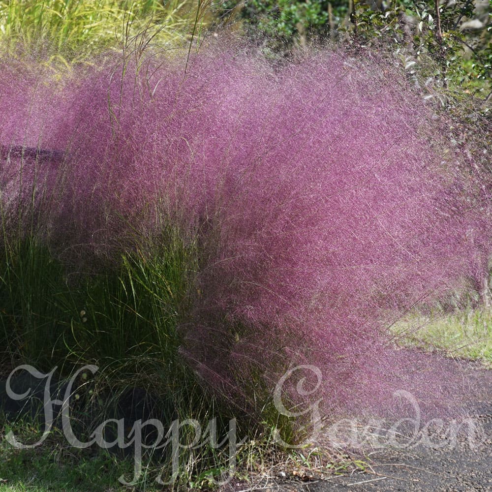 楽天市場】花苗 宿根草 ムーレンベルギア カピラリス 1鉢 苗 3〜3.5号