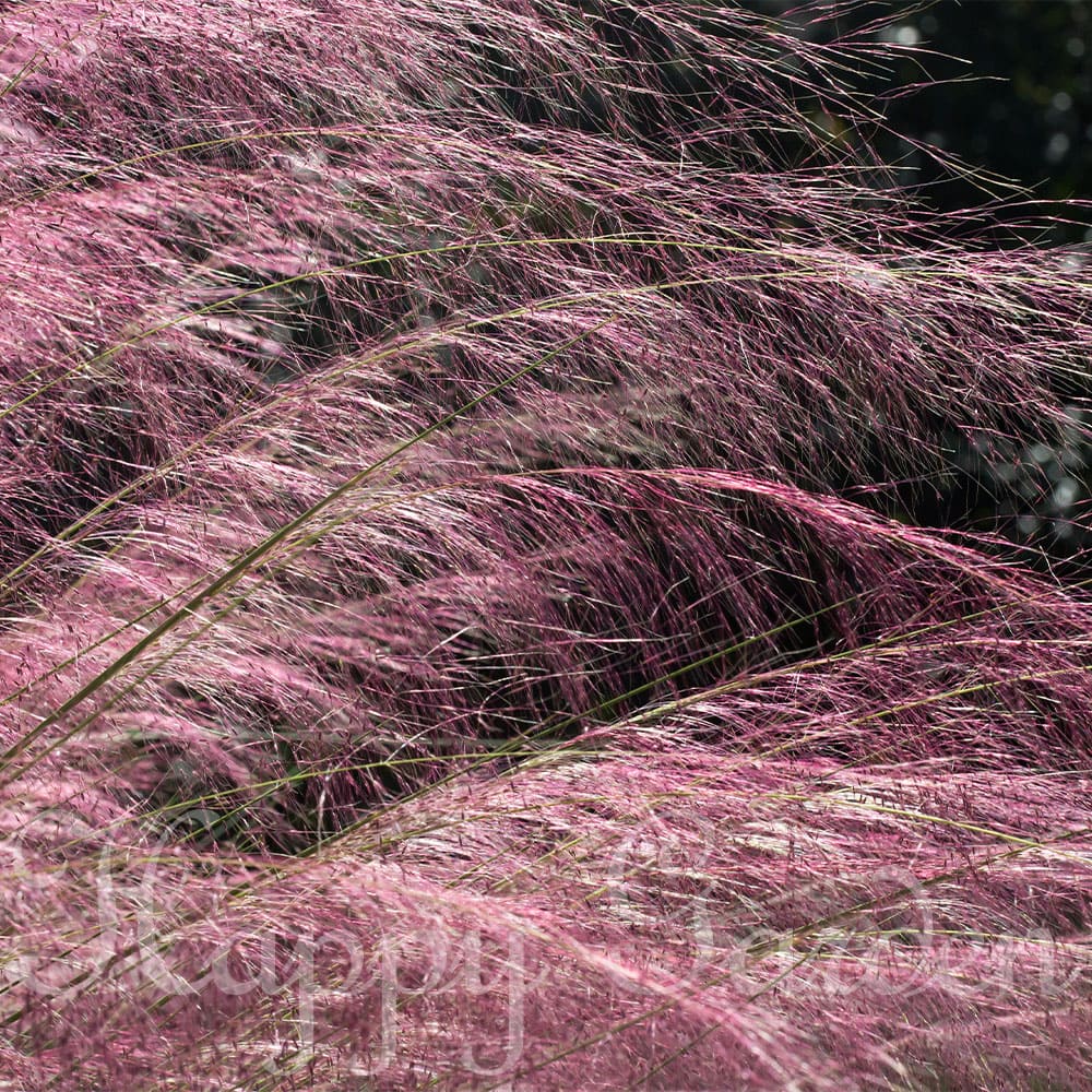 ミューレンベルギア　カピラリス　25苗セット　宿根草　　ガーデン　造園　花苗 花苗 宿根草 秋 ムーレンベルギア カピラリス 1鉢 苗 3〜3.5号【お届け