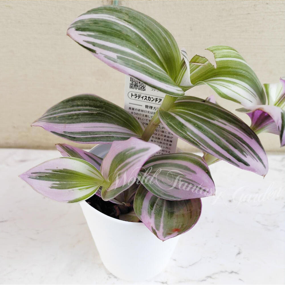 楽天市場】苗 観葉植物 トラディスカンチア ラベンダー 6号 【お