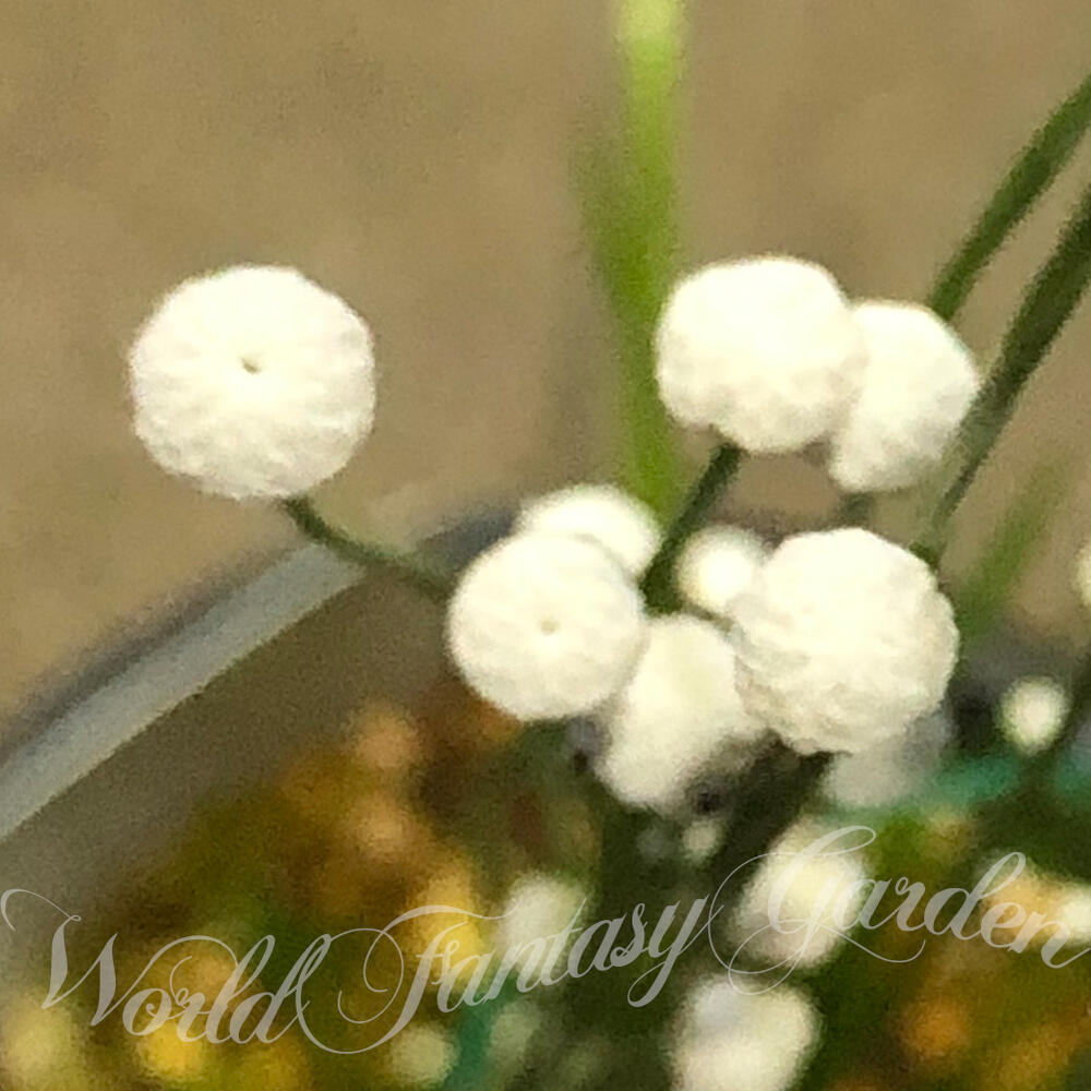 楽天市場 花苗 シラタマホシクサ 白玉星草 1鉢 2 5号鉢 お届け中 Eriocaulon Nudicuspe Maxim しらたまほしくさ 草花 白花 一年草 1年草 ガーデン ガーデニング 湿地 コンペイトウグサ 金平糖草 ハッピーガーデン 楽天市場 花苗 シラタマホシクサ 白玉星草 1鉢 2 5号鉢 お届け中 Eriocaulon Nudicuspe Maxim しらたまほしくさ 草花 白花 一年草 1年草 ガーデン ガーデニング 湿地 コンペイトウグサ 金平糖草 ハッピーガーデン