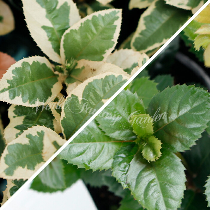 ツルコウジ　①ポット苗 ツルコウジ ①ポット苗 楽天市場】ツルコウジ 3号 ポット苗 : 苗木部