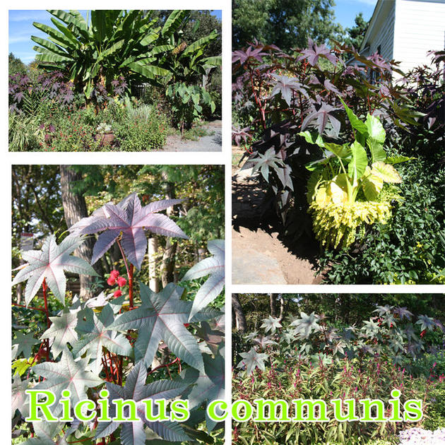 楽天市場 苗トウゴマ 1鉢3号 お届け中 Ricinus Communis Castorbeen 夏苗 花苗 温室性多年草 草丈高 赤葉 カラーリーフ 苗 鉢植え 庭植え ガーデニング 花壇 ハッピーガーデン