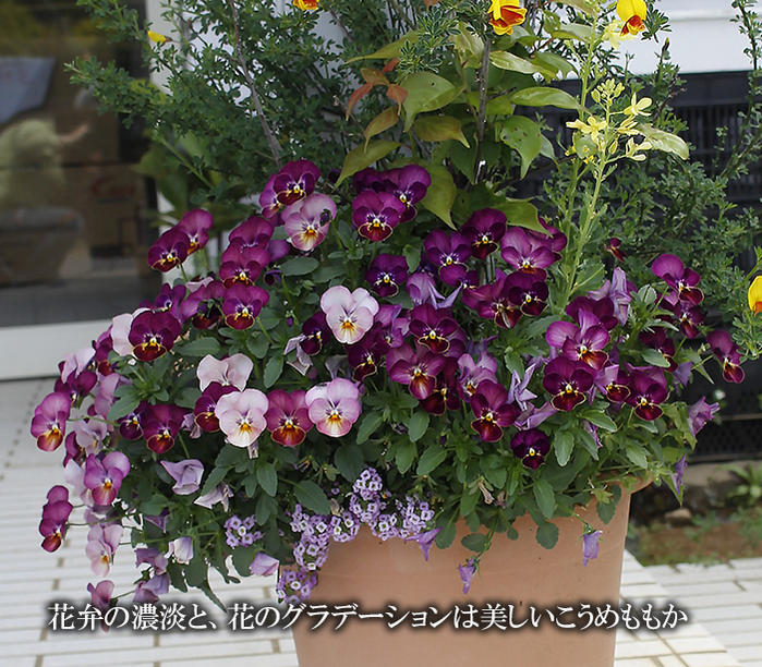 楽天市場】花ビオラ みやびももか 3.5号 2鉢セット【お届け中】ビオラ