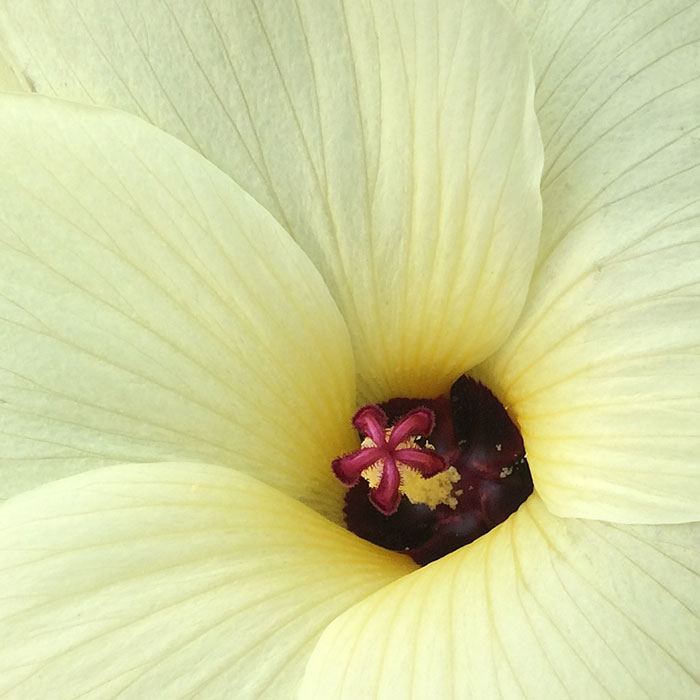 楽天市場 花苗 野菜苗 花オクラ 花が大きくサラダで食べれる花 3株セット 1年草 夏苗 トロロアオイ 黄蜀葵 ハッピーガーデン