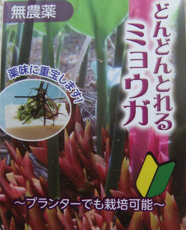 別注 1000株 早生ミョウガ 素掘り苗1000株 山菜苗 夏茗荷 22年収穫見込み株 12月3日お届け開始 超特価激安 Lazybonessmokehouse Net