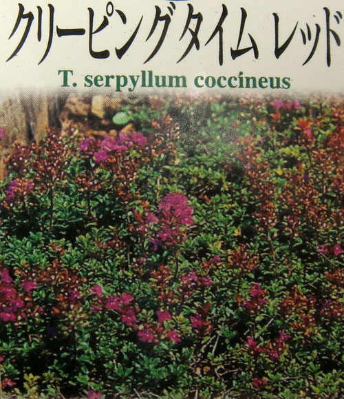 楽天市場 クリーピングタイム レッド 1鉢thymus Serpyllum Coccineus ハッピーガーデン