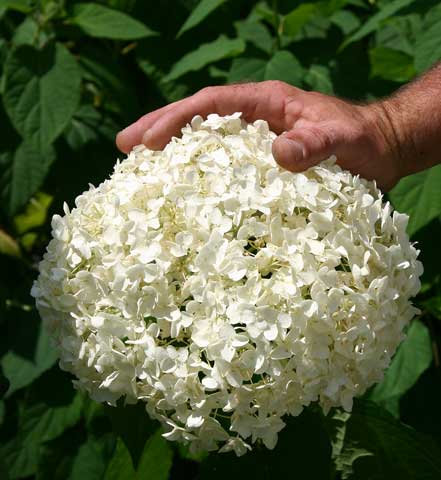 楽天市場 アジサイ 紫陽花 白花 花無しでお届け アナベル5号 大株 お届け中 地域限定送料無料 Hydrangea Arborescens Anaabelle あじさい 鉢植え 半日陰 庭植え シュラブ 耐寒性低木 落葉樹 アメリカノリノキ ハッピーガーデン