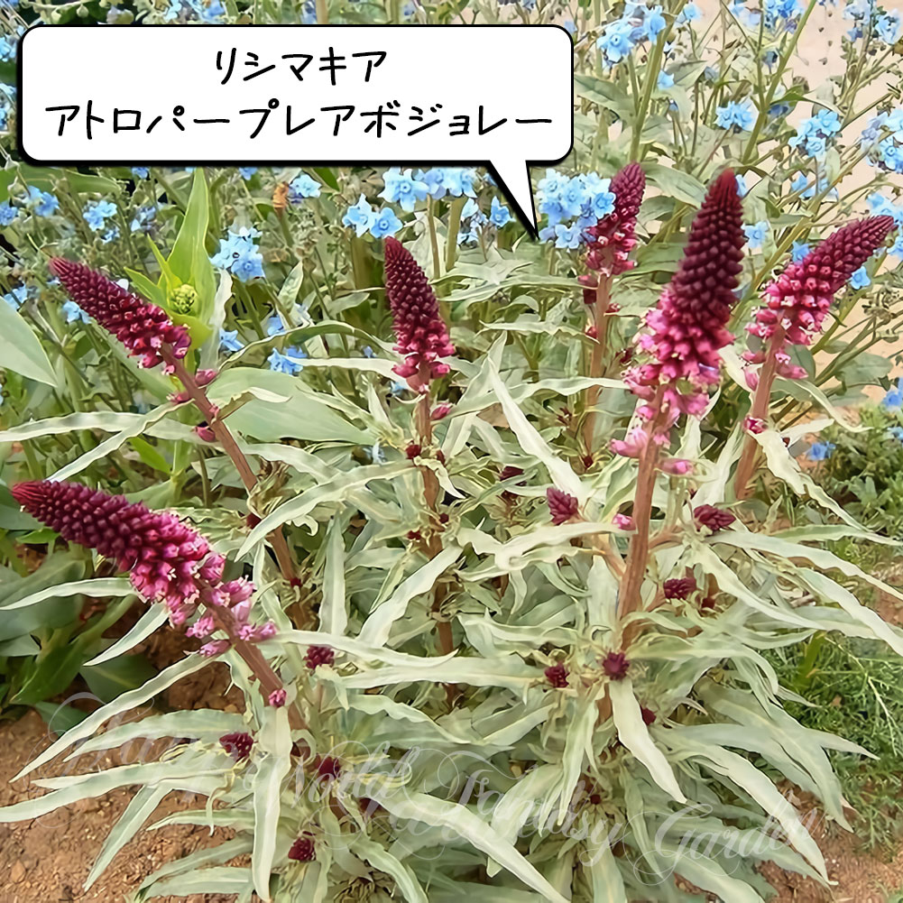 楽天市場】花苗 春 多年草 宿根草 花 アンチューサ プリーズストレイン