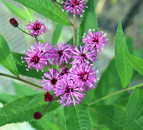 楽天市場 バーノニア パープル ホワイト 1鉢 3号 お届け中 Vernonia Noveboracensis 花苗 宿根草 イングリッシュガーデン 苗 鉢植え 草丈高い 紫花 白花 庭植え ガーデニング 花壇 ハッピーガーデン