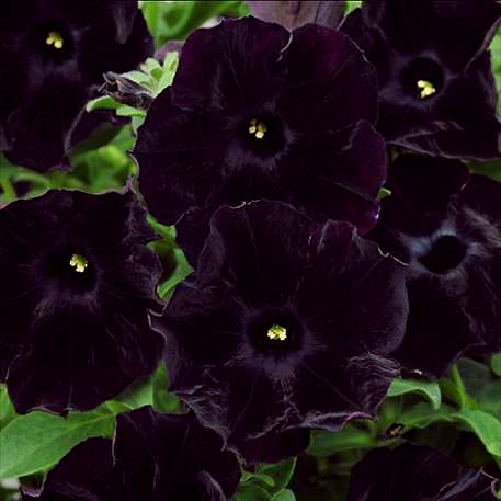 楽天市場 花苗 春 ペチュニア ブラックチェリー 1鉢3 5号 お届け中 Petunia Debonea Black Cherry 苗 ペチュニア 花壇 寄せ植え 庭植え 鉢植え 0430 ハッピーガーデン