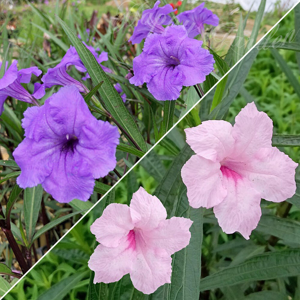 楽天市場】花苗 夏 アブチロン 8種から選べる 1鉢 3〜3.5号ロングポット【お届け中】Abutilon hybridum 夏苗 鉢植え 花壇  ガーデニング 矮性 わい性 赤花 黄花 ガーデン 低木 つる植物 ハッピーガーデン : ハッピーガーデン