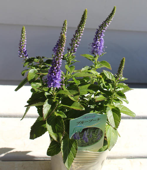 楽天市場 花苗 秋 ベロニカ ブルーブーケ 1鉢 3 3 5号 お届け9月下旬 秋苗先行予約 Veronicabluebouquet 花苗 秋 苗 耐寒性 宿根草 草丈中 青花 イングリッシュガーデン 21aki ハッピーガーデン