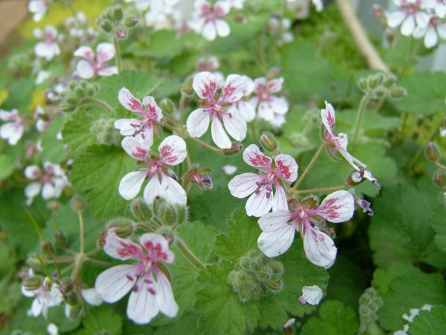 楽天市場】花苗 秋苗 マルバストラム ラテリティウム 1鉢 3.5号【お
