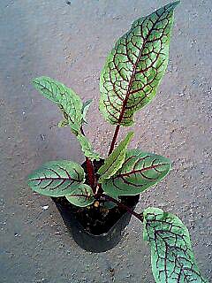 花苗 秋冬 ルメックス サンギネウス 1鉢 3〜3.5号【お届け中】Rumex sanguineus Red Veined Dock 耐寒性 多年草 草丈低 カラーリーフ グランドカバー イングリッシュガーデン 苗 鉢植え 庭植え ガーデニング 花壇 2024AKI画像