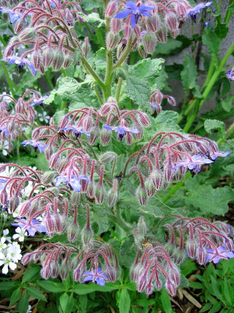 楽天市場 ボリジ オフィキナリスブルー 1鉢3 5号borago Officinalis Blue 春苗 冬苗 花苗 青花 多年草 イングリッシュガーデン 苗 鉢植え 庭植え ガーデニング 花壇 ハッピーガーデン
