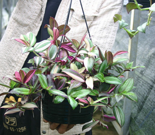 楽天市場】観葉植物 トラディスカンチア セブリナ クオーダリー