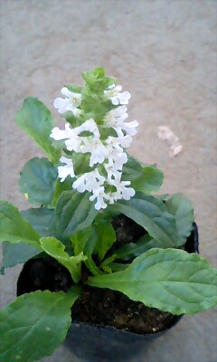 楽天市場 花苗 アジュガ ホワイト 1鉢 2 5 3号 お届け中 Ajuga White Alba 花苗 多年草 苗 宿根草 グランドカバー 耐寒性 シェイドガーデン 白花 苗 花の苗 ガーデニング 寄せ植え 庭植え 季節の花苗 草丈低い 春苗 ハッピーガーデン