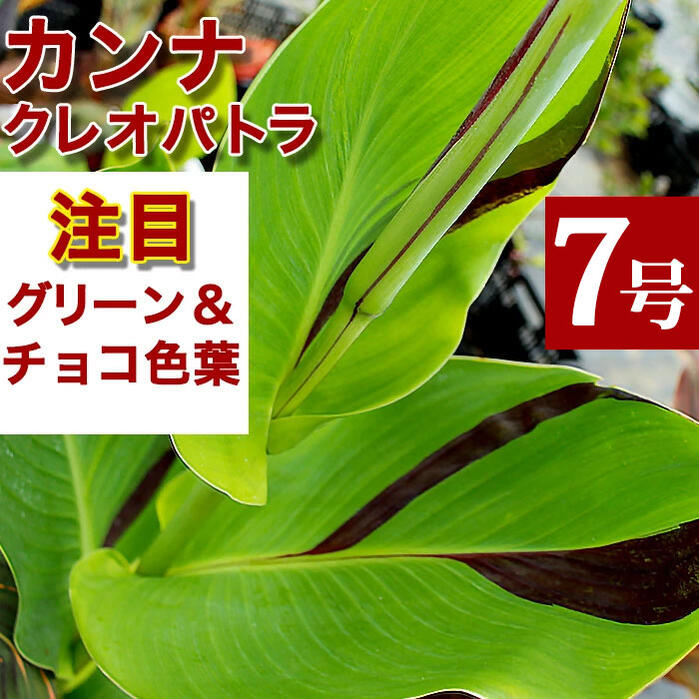 楽天市場 花苗 大株 カンナ クレオパトラ 大株1鉢 7号鉢 お届け中 Canna Cleopatra 宿根草 球根 冬期球根状 花壇 花苗 カラーリーフ ガーデニング 夏 ハッピーガーデン