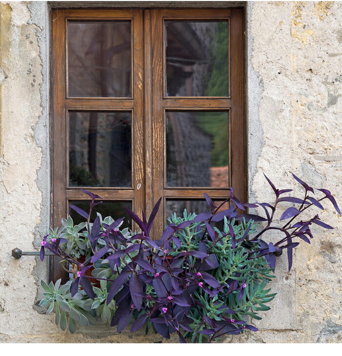 おまとめ買い限定 ¥120 トラディスカンチア セブリナ 楽天市場】苗 観葉植物 トラディスカンチア セブリナ クオーダリー 6号