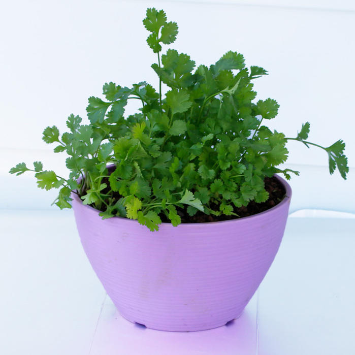 楽天市場 ハーブ苗 パクチー 香菜 7号1鉢 Coriander Coriandrum Sativum コリアンダー シャンツァイ 中国パセリ ラベンダー色のカラー硬質鉢 ハッピーガーデン 楽天市場 ハーブ苗 パクチー 香菜 7号1鉢 Coriander Coriandrum Sativum コリアンダー シャンツァイ 中国パセリ ラベンダー色のカラー硬質鉢 ハッピーガーデン