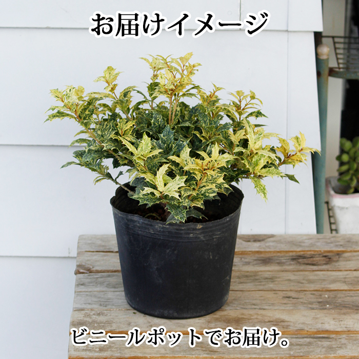 楽天市場 ヒイラギ ゴシキ 5号鉢 Osmanthus Heterophyllus Goshiki ヒイラギ 鉢植え 苗 柊 ゴシキヒイラギ 五色 寄せ植え ガーデニング 冬 カラーリーフ ハッピーガーデン