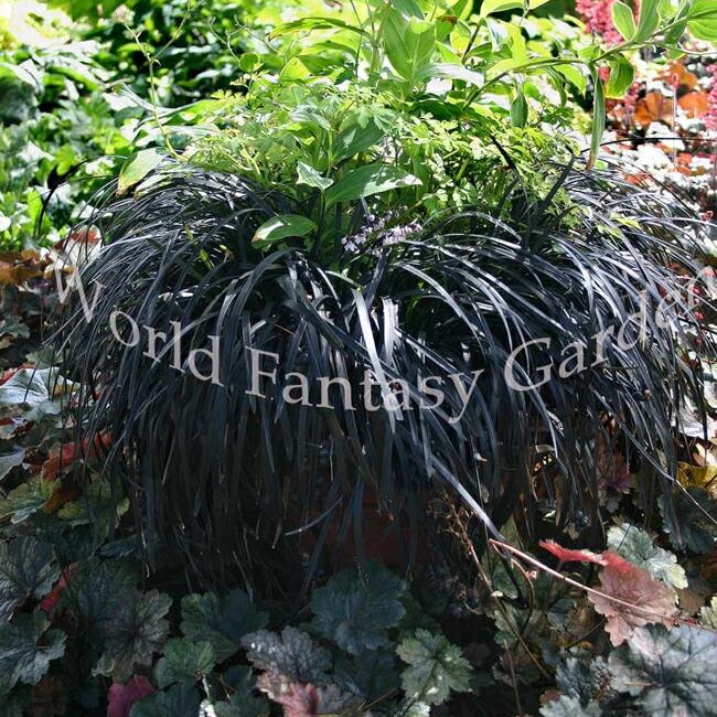 楽天市場】花苗 秋 アジュガ ブラックスカロップ 1鉢 2.5〜3号鉢【お