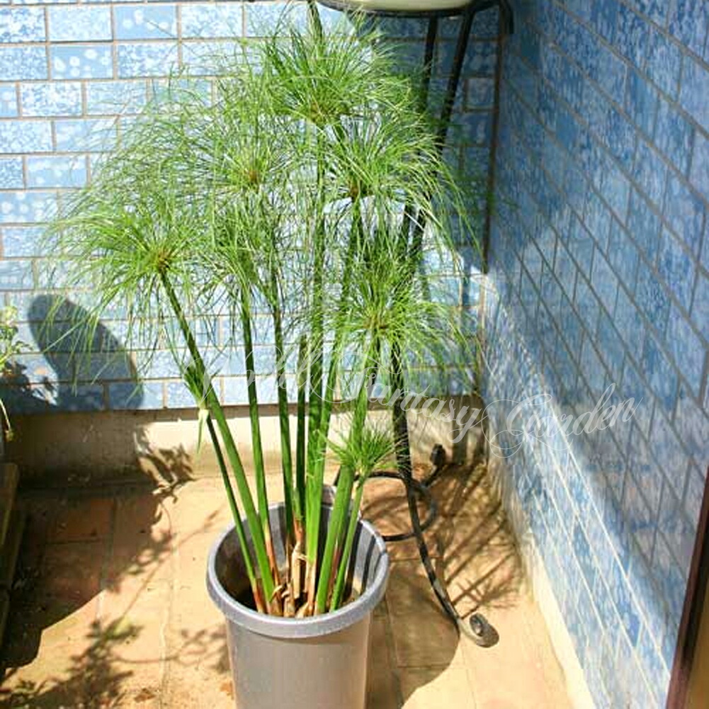 楽天市場】観葉植物 水辺植物 シュロガヤツリ 棕櫚蚊帳吊り 5〜7号【お
