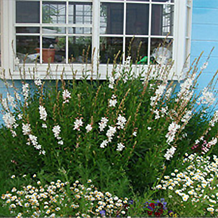 楽天市場】花苗 秋 アジュガ ピンクシェル 1鉢 2.5〜3号【お届け