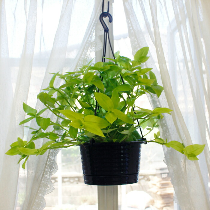 楽天市場】おしゃれ 観葉植物：トラディスカンチア セブリナ*5号 吊り