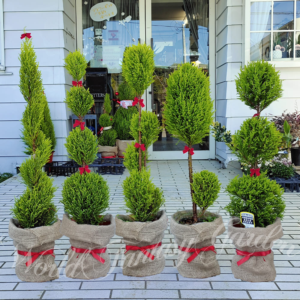 楽天市場】＼390円OFFクーポン発行中／観葉植物 ゴールドクレスト