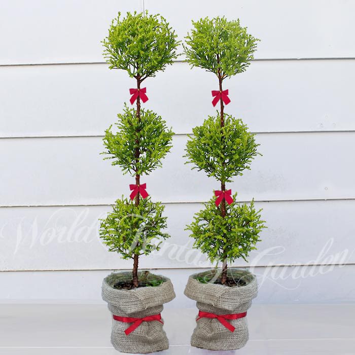 楽天市場】＼390円OFFクーポン発行中／ギフト 木 プレゼント ツゲの木