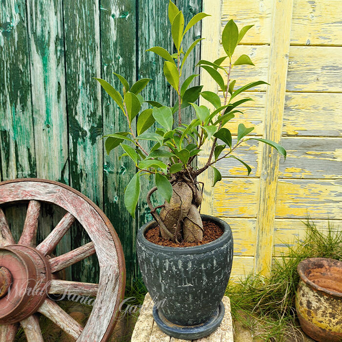 観葉植物　ガジュマル 10月頃出荷開始】 観葉植物 おしゃれ 大型 種類 ガジュマル