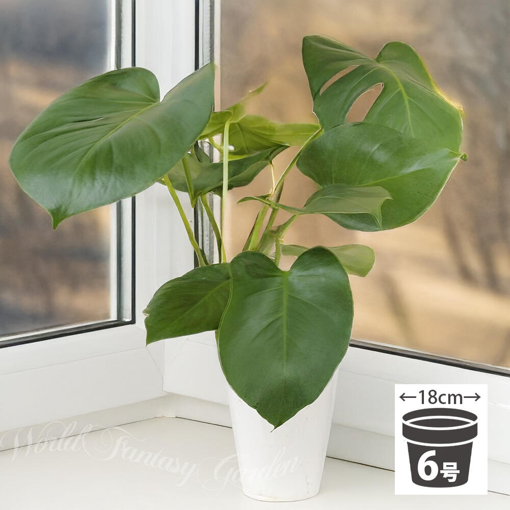PLANCHU 観葉植物 マドカズラ モンステラ フリードリヒスター