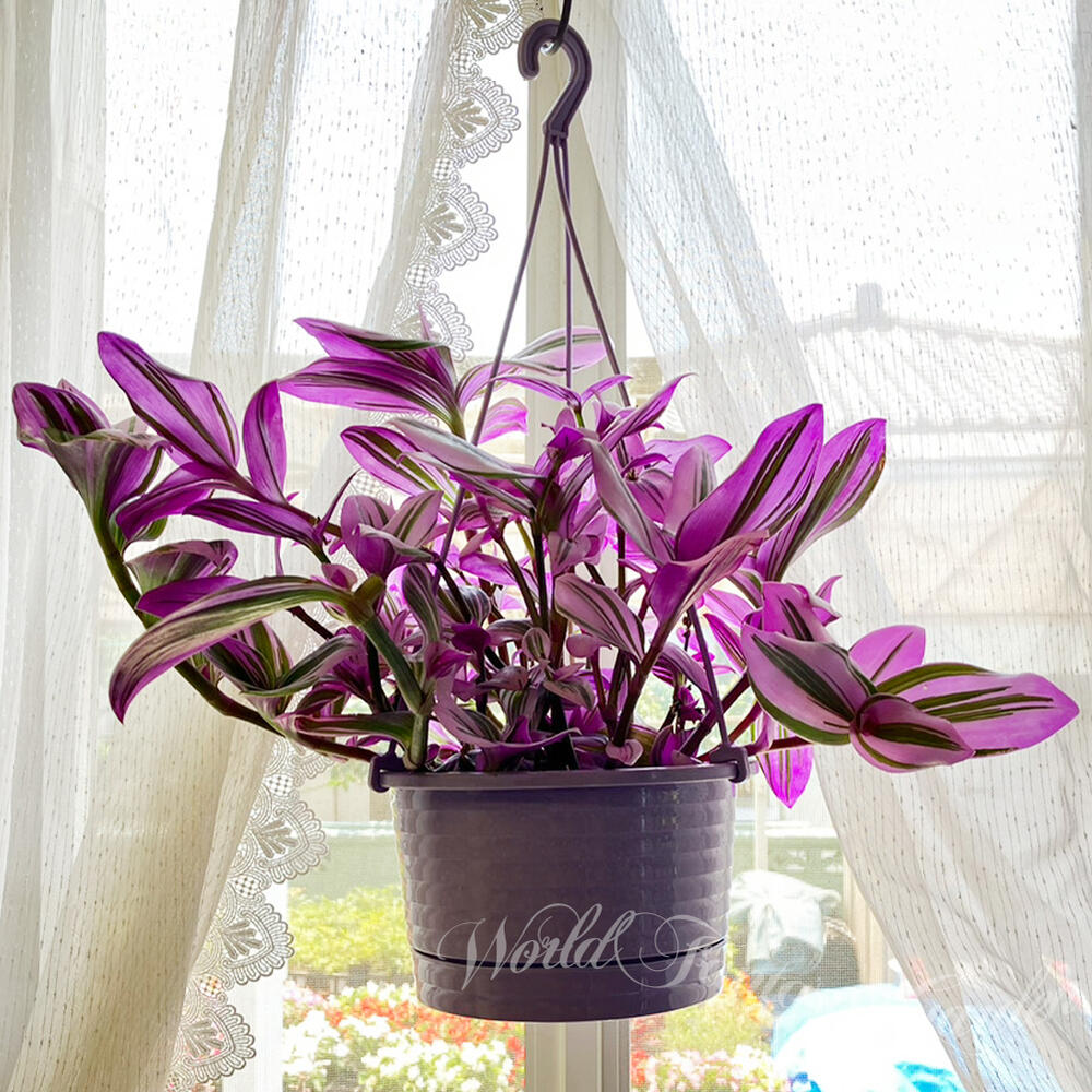 楽天市場】観葉植物 トラディスカンチア ラベンダー 6号 【お取り寄せ