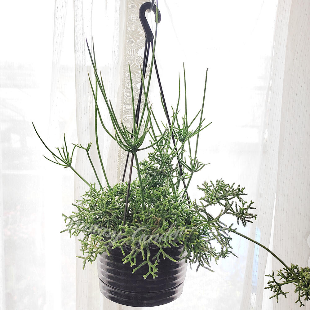 楽天市場】多肉植物 ハンギング リプサリス フロストシュガー 選べる