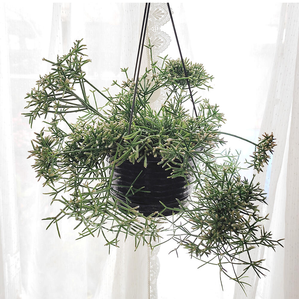 楽天市場】多肉植物 ハンギング リプサリス フロストシュガー 選べる