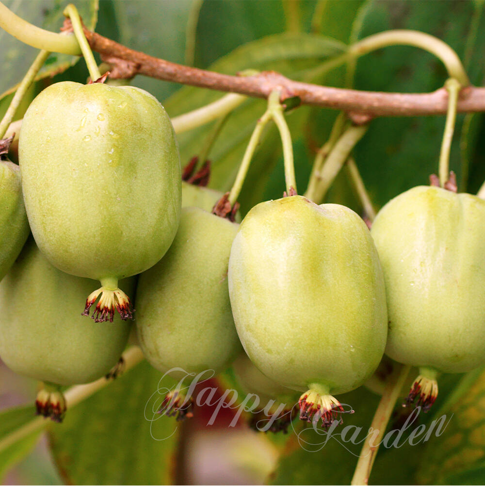 【楽天市場】果樹苗 大実さるなし 選べるサイズ【実無しでお届け中 】Actinidia arguta サルナシ 猿梨 コクワ つる植物 冬季 ...