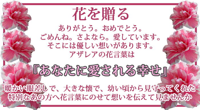 楽天市場 まだ間に合う 敬老の日 花 ギフト アザレア 二コレット 5号 鉢植え 敬老の日期間お届け9月17日 21日 Azaelea 敬老の日プレゼント 鉢花 敬老 祝い 祖母 おばあちゃん 贈答品 地域限定送料無料 フラワーギフト ハッピーガーデン