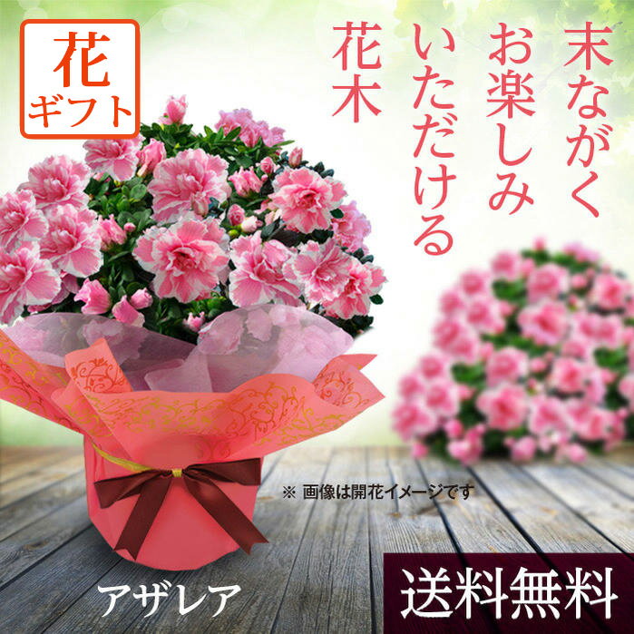 楽天市場 まだ間に合う 敬老の日 花 ギフト アザレア 二コレット 5号 鉢植え 敬老の日期間お届け9月17日 21日 Azaelea 敬老の日プレゼント 鉢花 敬老 祝い 祖母 おばあちゃん 贈答品 地域限定送料無料 フラワーギフト ハッピーガーデン