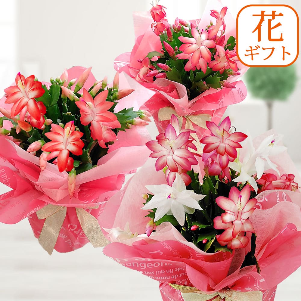 楽天市場】バラ咲き デンマークカクタス ピンクローズ 5号鉢 送料無料