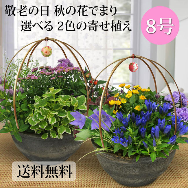 【楽天市場】【花ギフト】敬老の日 花でまり 和風 寄せ植え 8号鉢【お届け中】花 寄せ植え 玄関 ギフト 鉢植え プレゼント お花 花鉢 鉢花