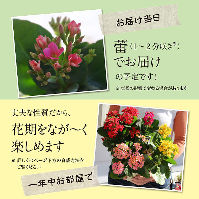 楽天市場 敬老の日 早割 ギフト 花 プレゼント 鉢花 花 カランコエ 3色寄せ鉢ミックスカラー 1鉢 5号 敬老の日期間お届け9月16日 日 地域限定 送料無料 Kalanchoe プレゼント 誕生日 鉢植え お花 花鉢 鉢花 祖母 母 おばあちゃん 祖父 おじいちゃん ハッピーガーデン