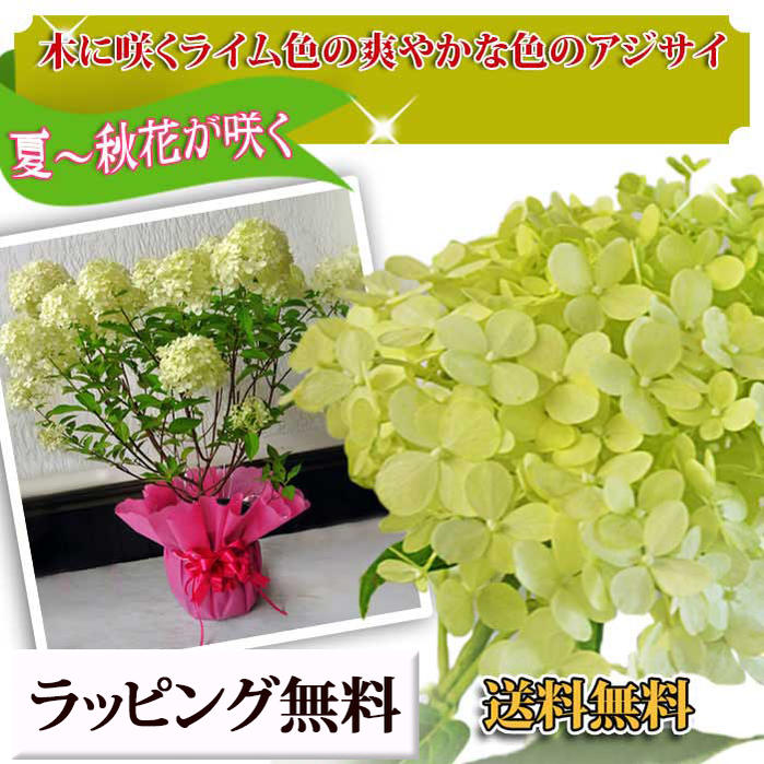 Wfgarden 紫阳花舞台灯光1钵7号钵hydrangea Paniculata Limelight 日本乐天市场