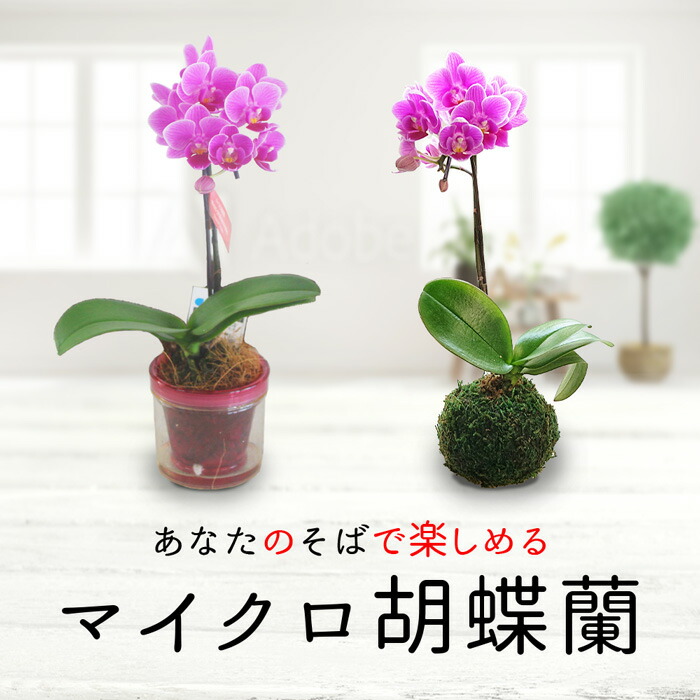 鉢花 ギフト 花 傘寿 古希 米寿 プレゼント 22kr 女性 1株 洋蘭 卒寿 珍しい 選べるコケダマ又はアクアポット誕生日プレゼント 還暦 おばあちゃん お花 おしゃれ 母 祝い マイクロ胡蝶蘭 祖母 蘭 喜寿